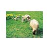 Grillages nou&eacute;s agriclos grillage nou&eacute; 11 x 15 cm ht 1.42 m 1 rouleau(x) de 50 m&egrave;tre(s) lin&eacute;aire - dirickx