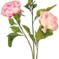 Plante arbre et arbuste sur Apprieu : RIVIERA PIVOINE 80cm