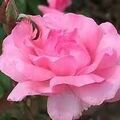 Plante arbre et arbuste sur Apprieu : - Buisson de roses rose x14
