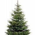 Plante arbre et arbuste sur Apprieu : NAUDET Epicea coupe choix extra 100-150