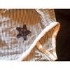 Maillots de corps Orchestra Body . Bleu